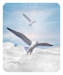 DF35 101 BL Journey Home Clouds Birds Blue